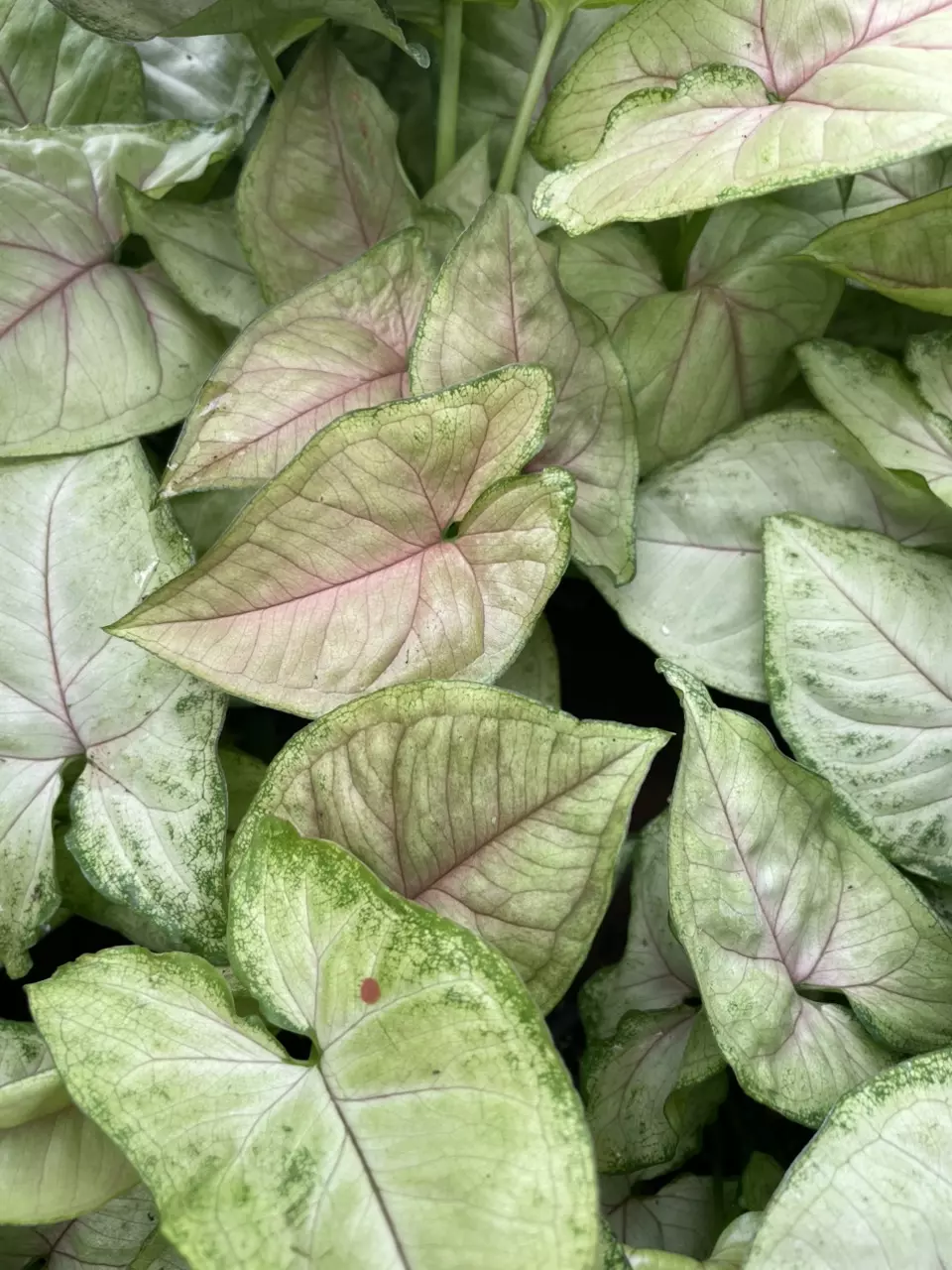 Strawberry Cream Syngonium thumbnail