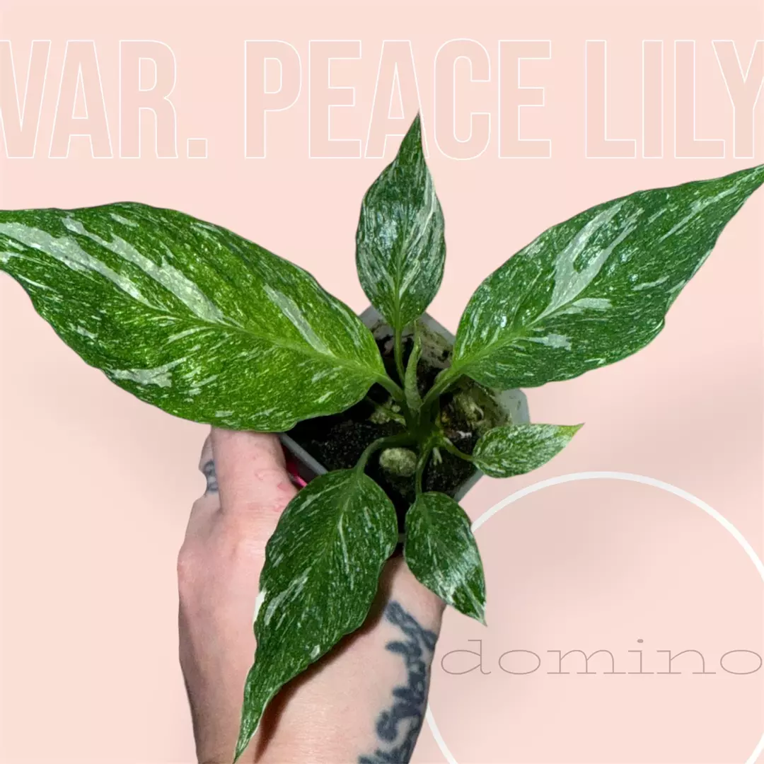 Variegated peace lily - domino thumbnail