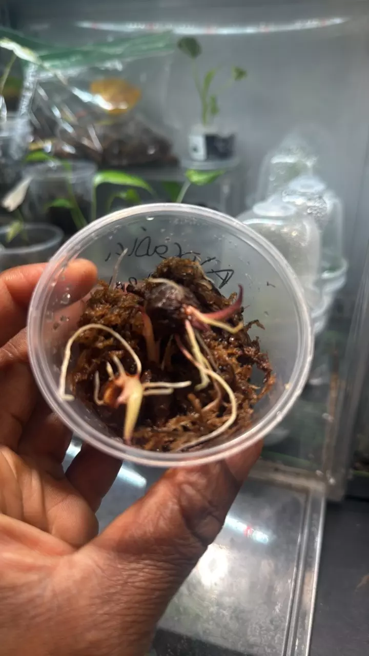 Alocasia Wentii Corm thumbnail