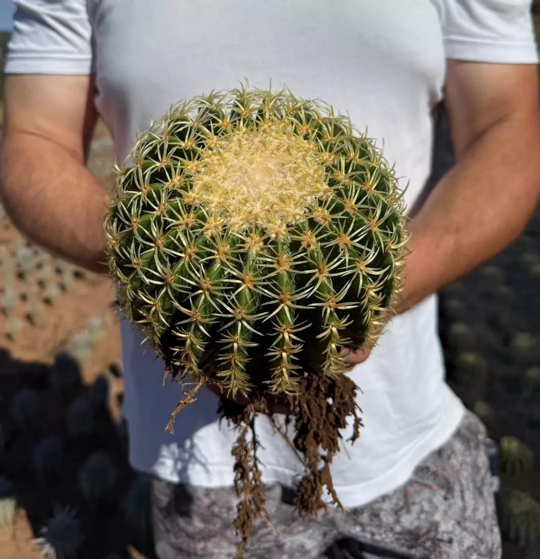 Short-Spined Golden Barrel Cactus | 8” Pot thumbnail