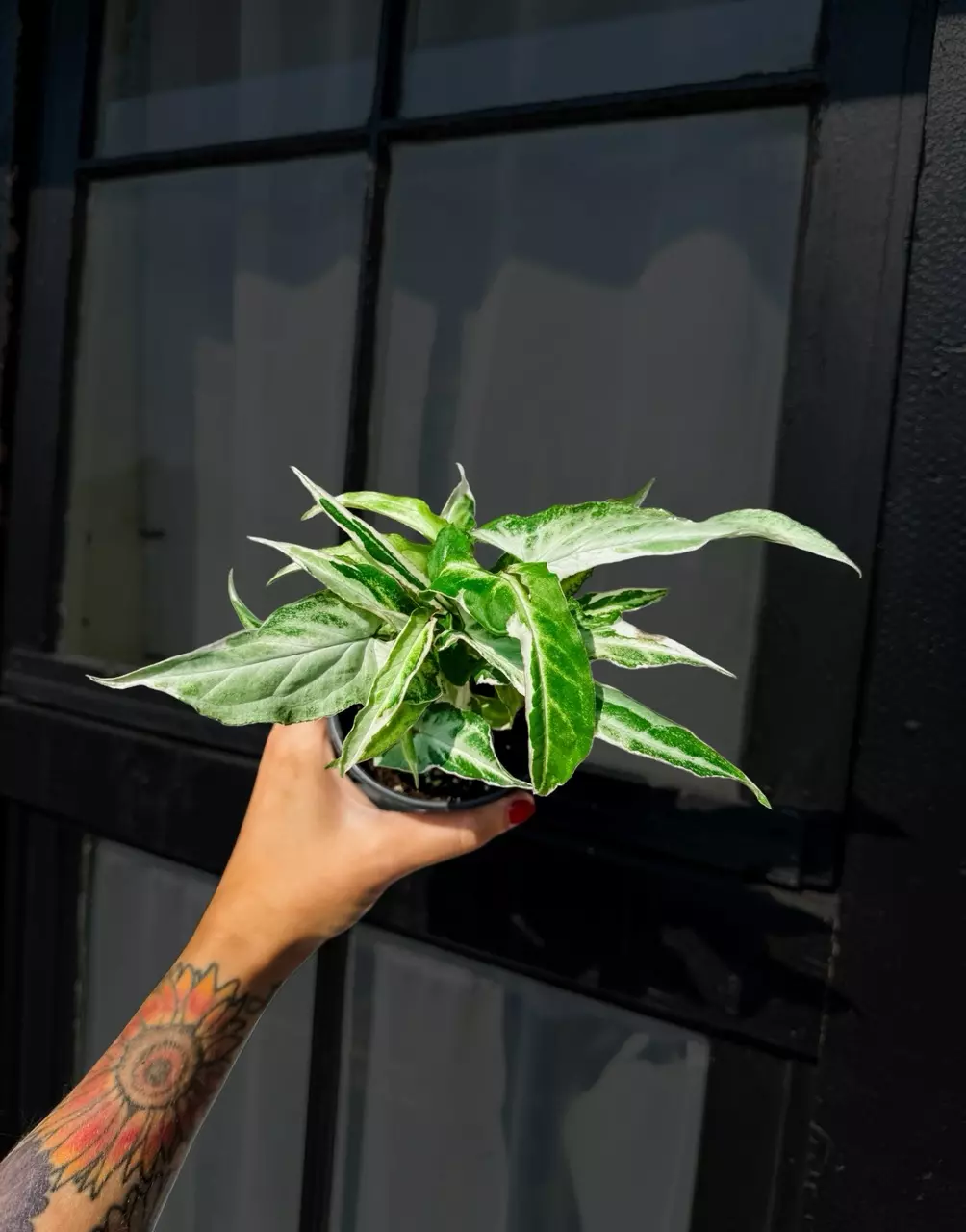 Starlite Syngonium - 4 Inch thumbnail