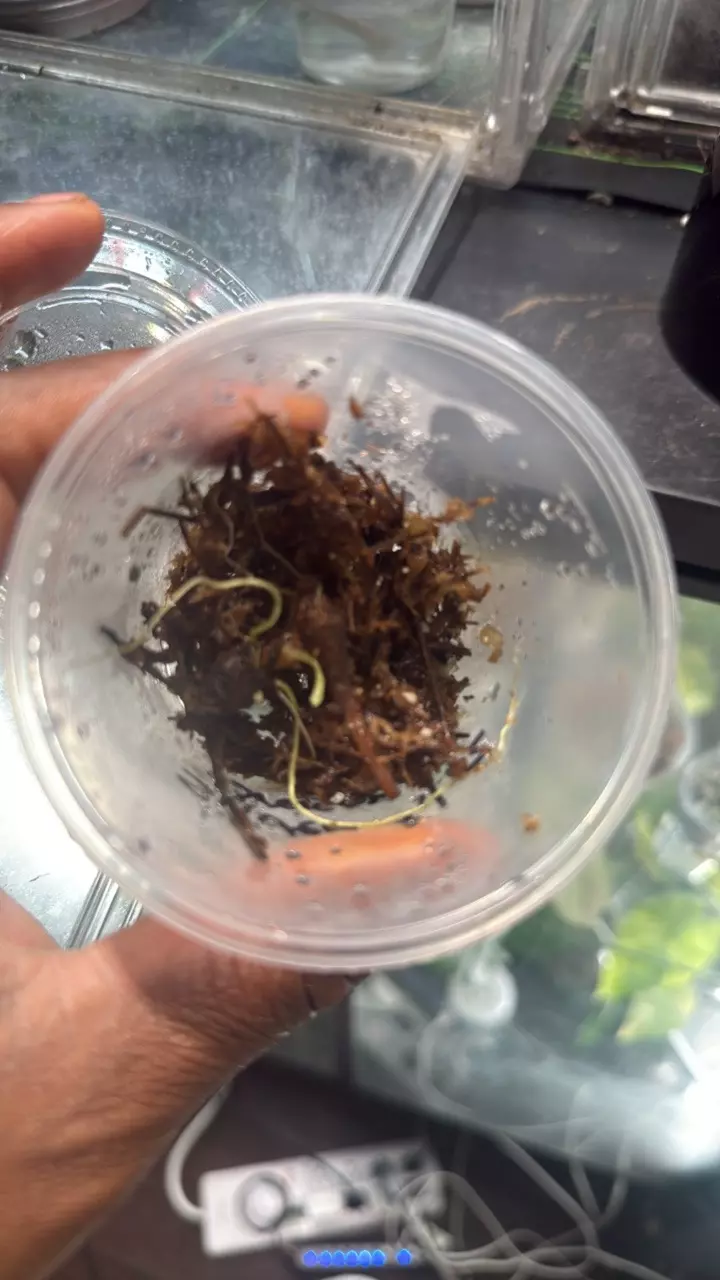 Alocasia Green dragon Corm thumbnail