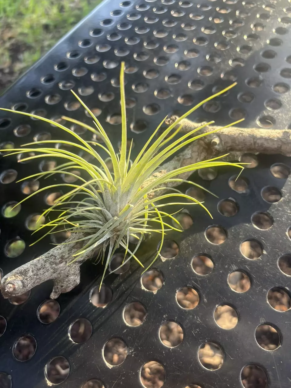 Air plant thumbnail