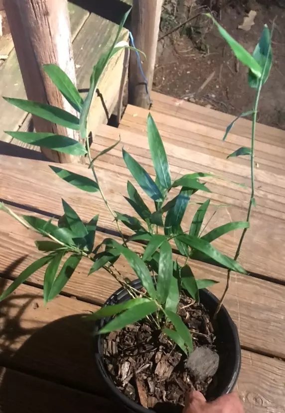 Giant River Cane (Arundinaria gigantea) North America’s native bamboo thumbnail
