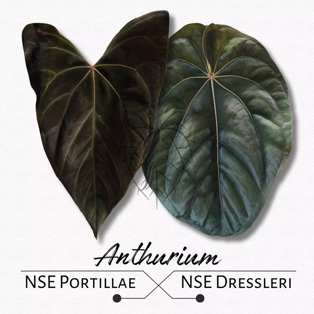 Anthurium NSE Portillae x NSE Dressleri thumbnail
