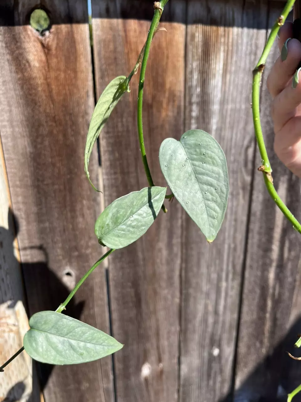 Cebu blue pothos thumbnail