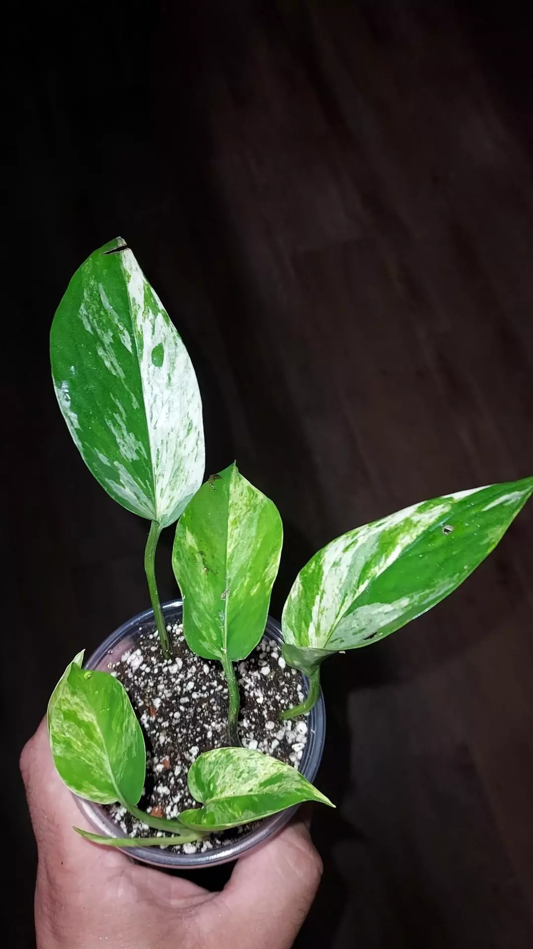 Epipremnum aureum 'Marble Prince" Pothos thumbnail