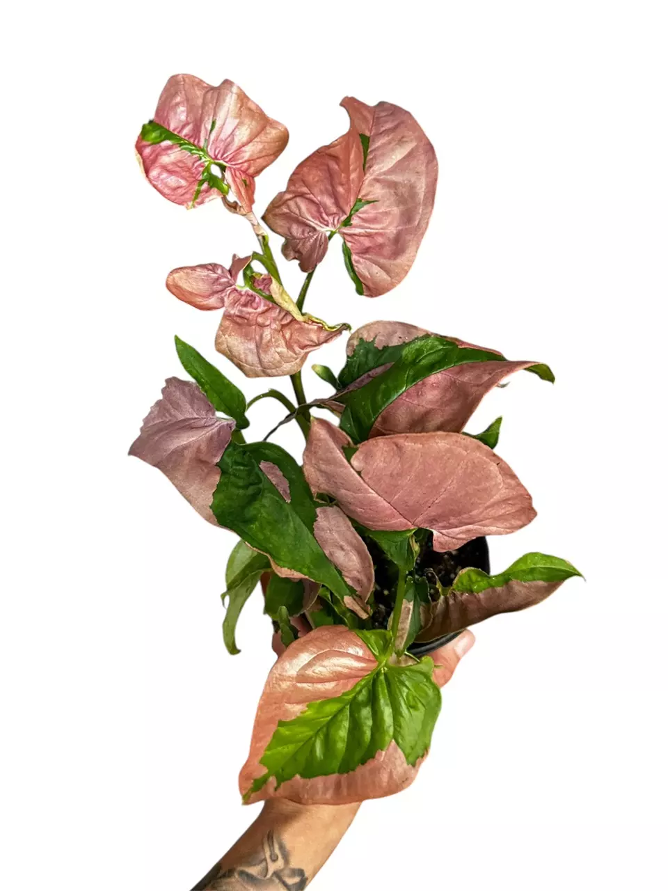 4” Syngonium Pink Lava GC thumbnail