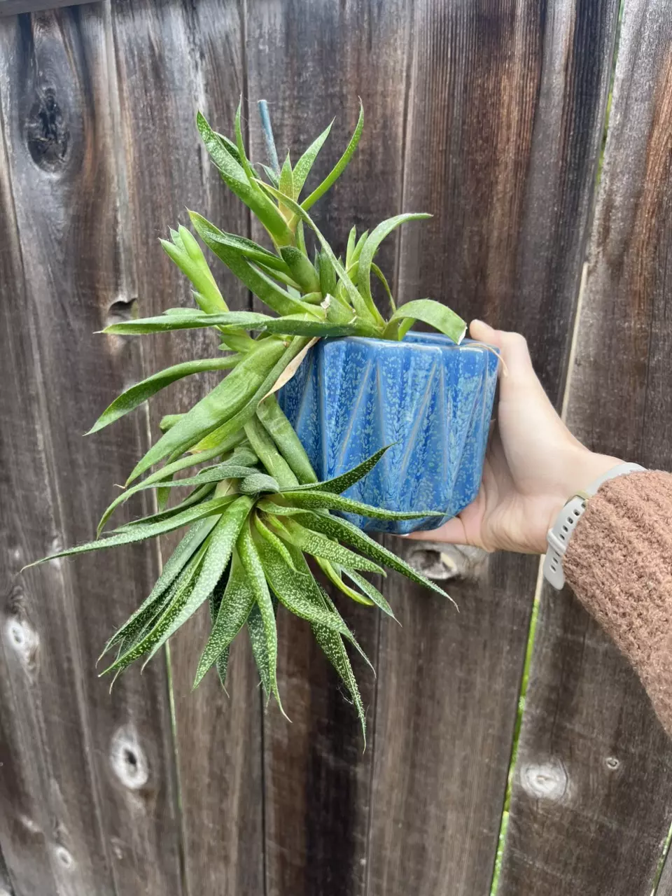 Haworthia zebra aloe thumbnail