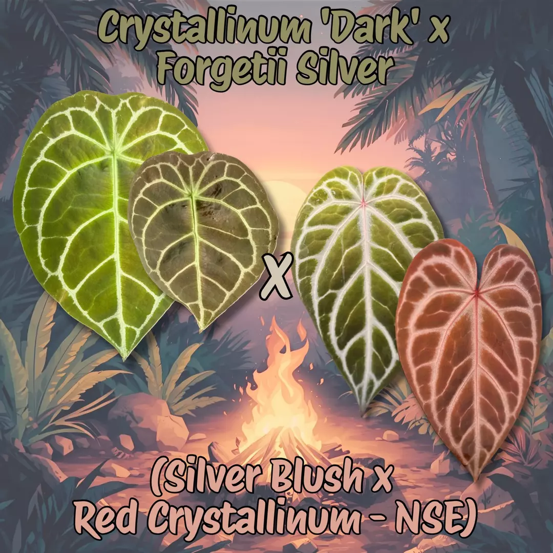 Anthurium (Crystallinum 'Dark' x Forgetii Silver) x (Silver Blush x Red Crystal) thumbnail