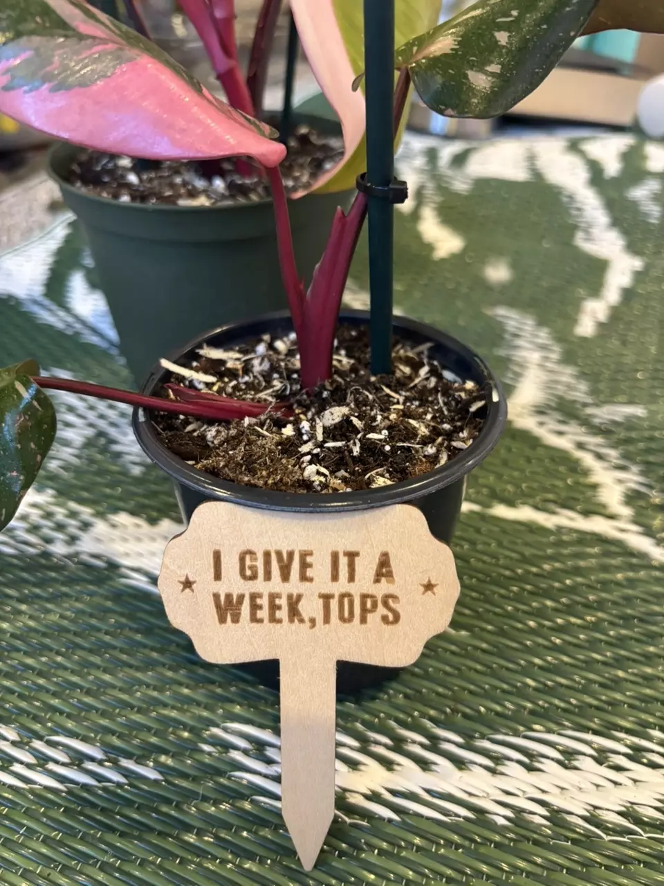 Funny-plant stakes (5) thumbnail