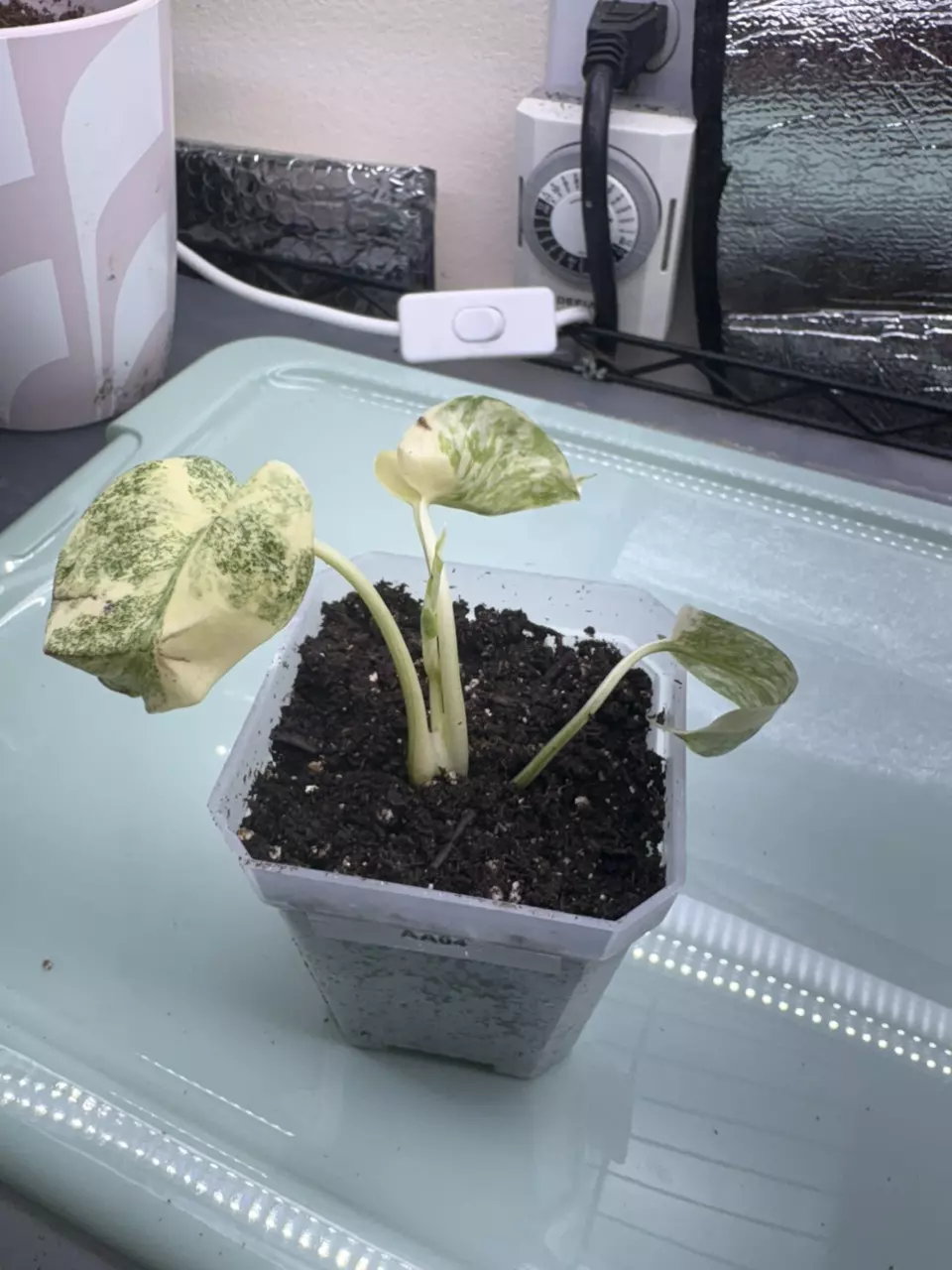 Monstera Creme Brule AA04 thumbnail