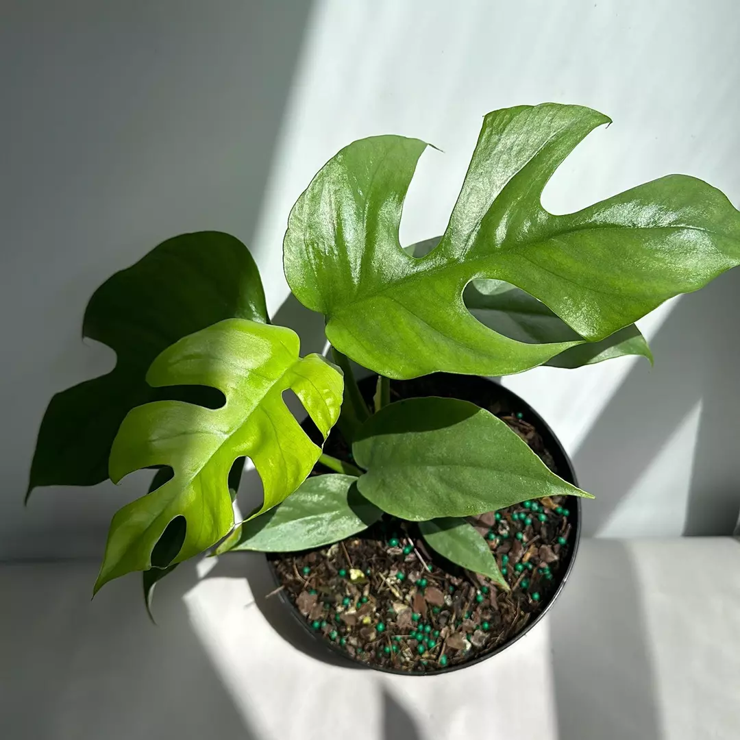 Mini Monstera RHAPHIDORA TETRASPERMA 4" Pot thumbnail