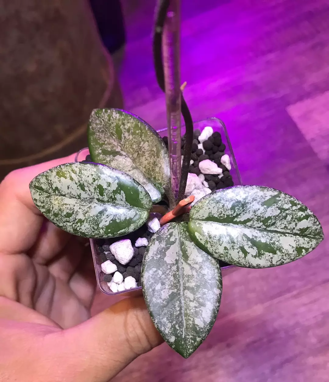 Hoya Wilber graves and undulata fresh cuttings for Gypsy Rose thumbnail