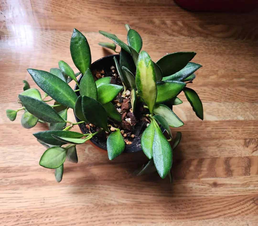 Hoya burtoniae ds70 varigated fuzzy 2" thumbnail