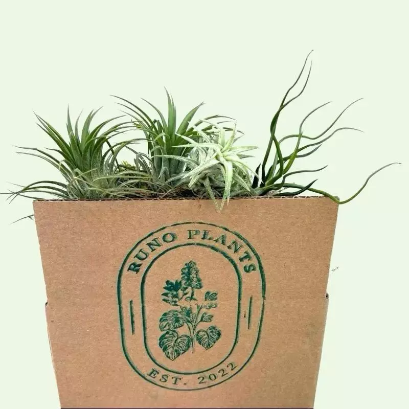 Air Plants Lovers Bundle Box - 4 Air Plants Included - Ideal for Beginners & Exc thumbnail