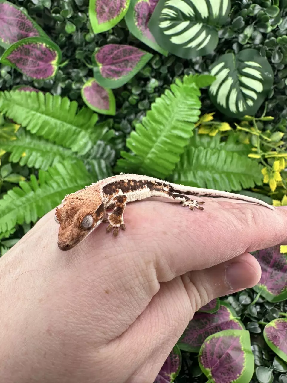 Lilly white - Alpine x Poster Child 5/19/25 thumbnail