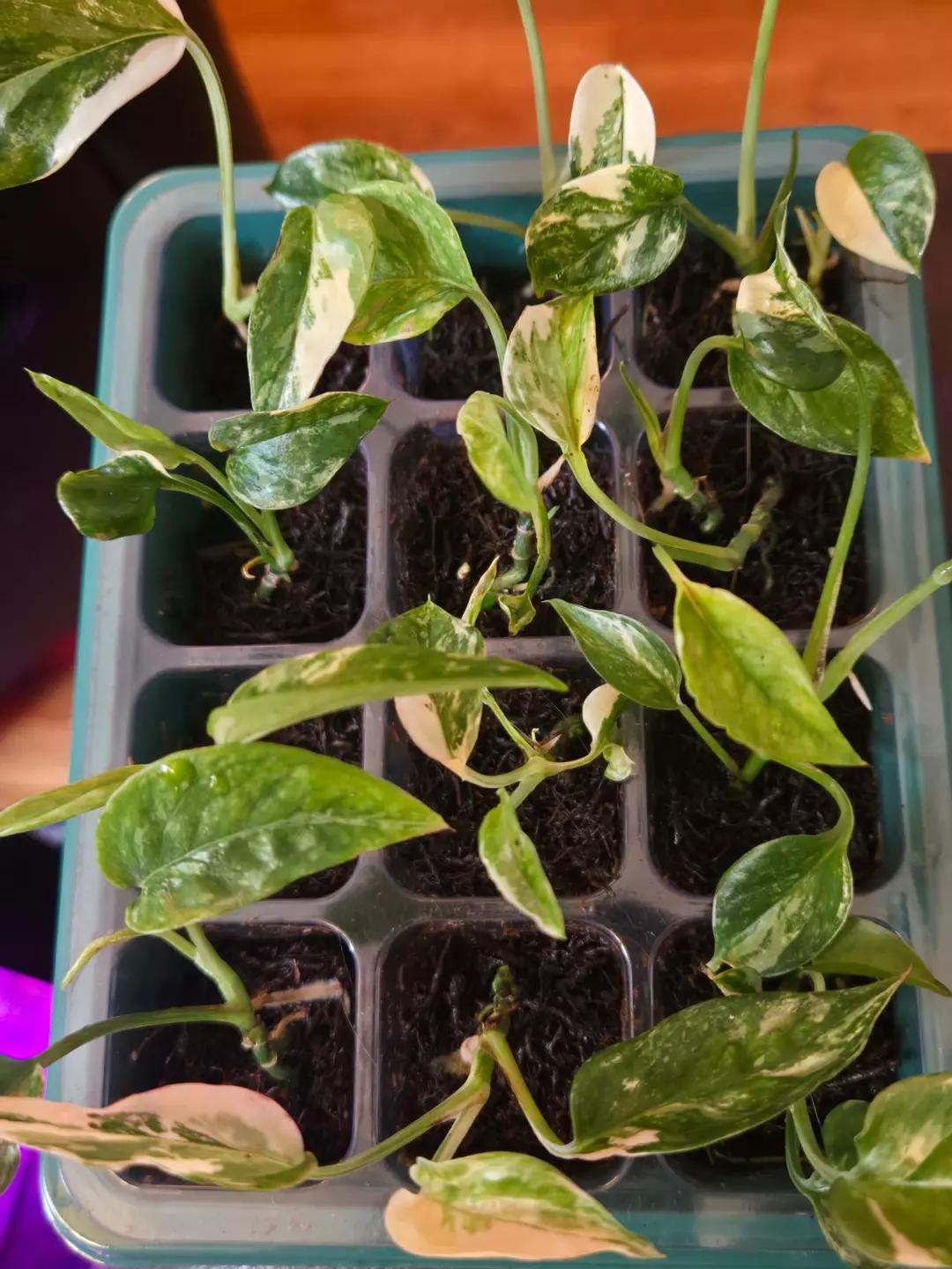 Epipremnum Pinnatum Albo thumbnail