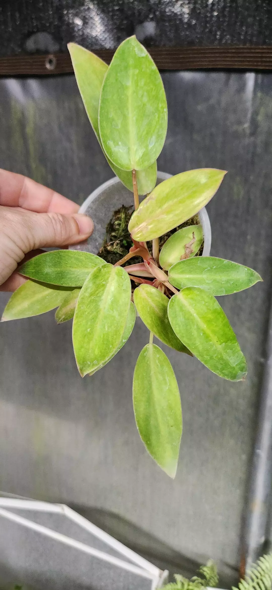 Painted Lady Philodendron 4in thumbnail