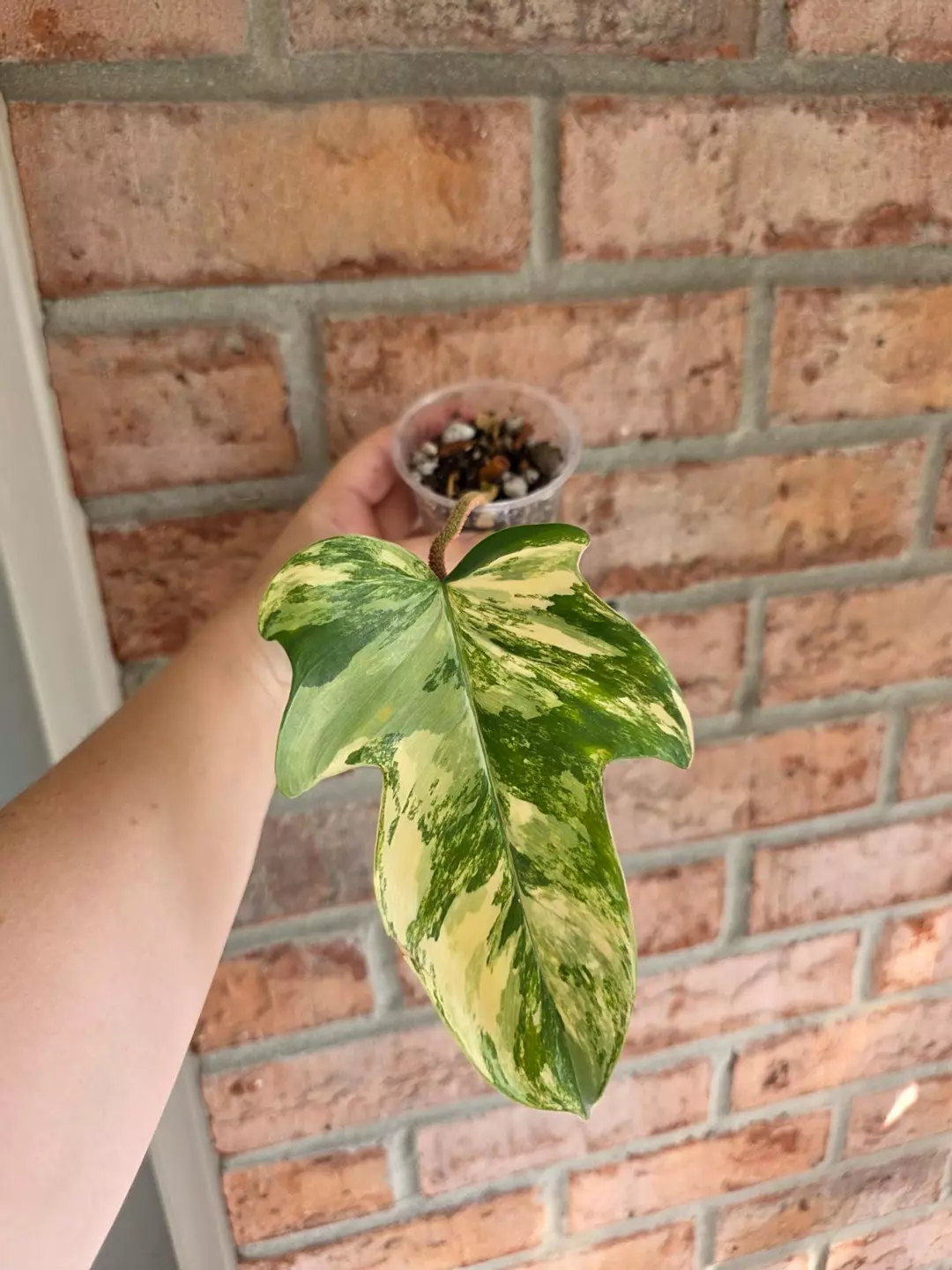 Philodendron Squamiferum Variegated thumbnail