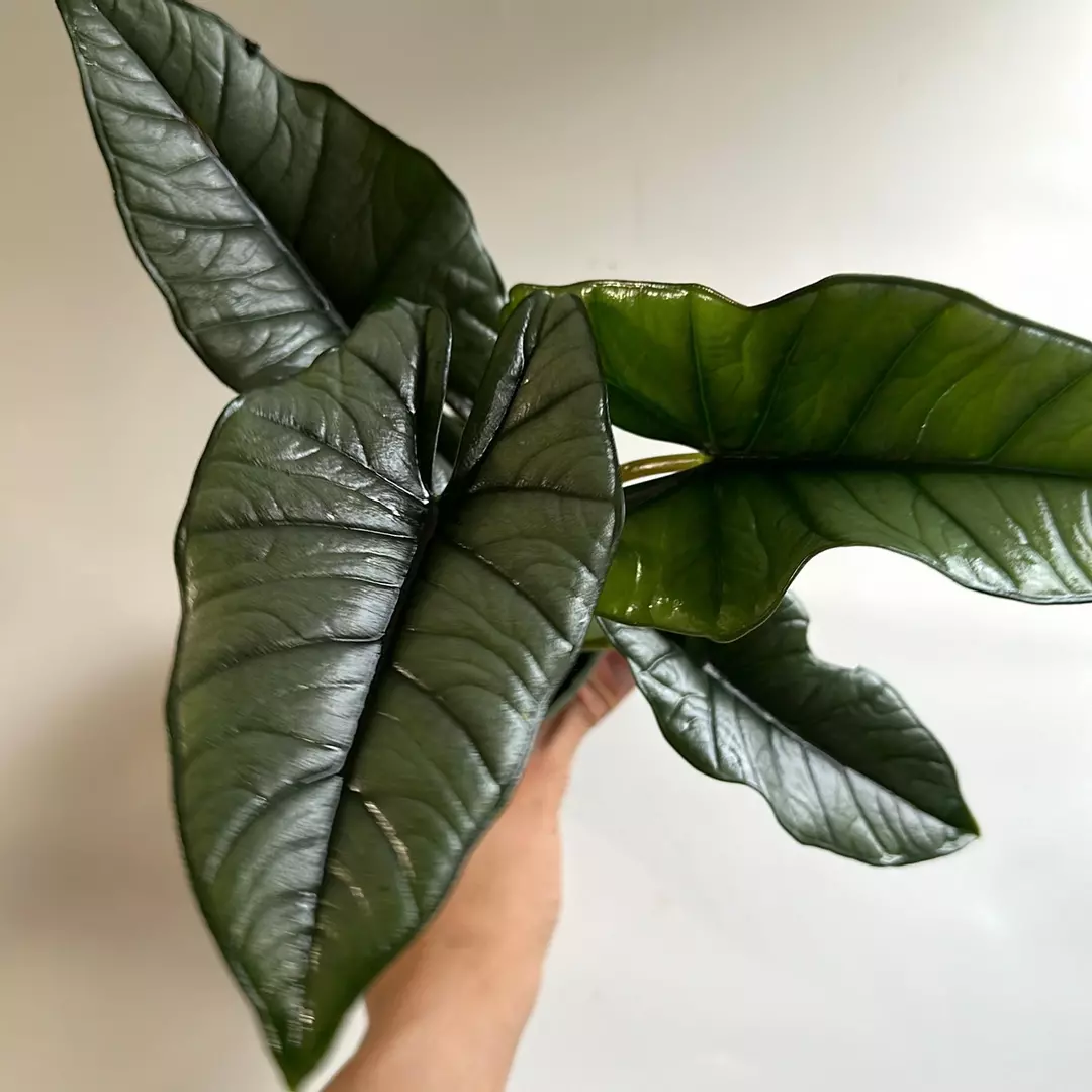 Alocasia Platinum 4" pot thumbnail