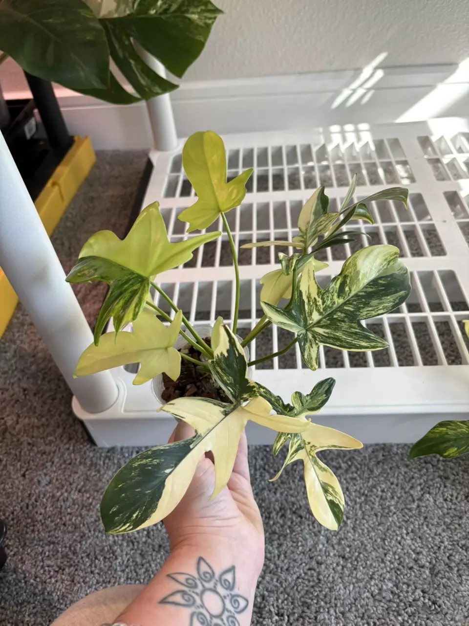 Variegated Pedtum thumbnail