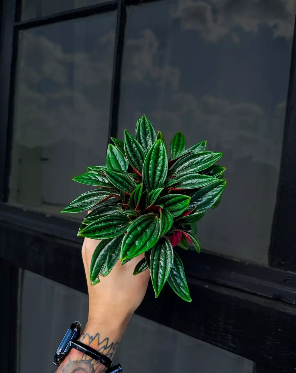 Peperomia “Rosso” - 4 Inch thumbnail