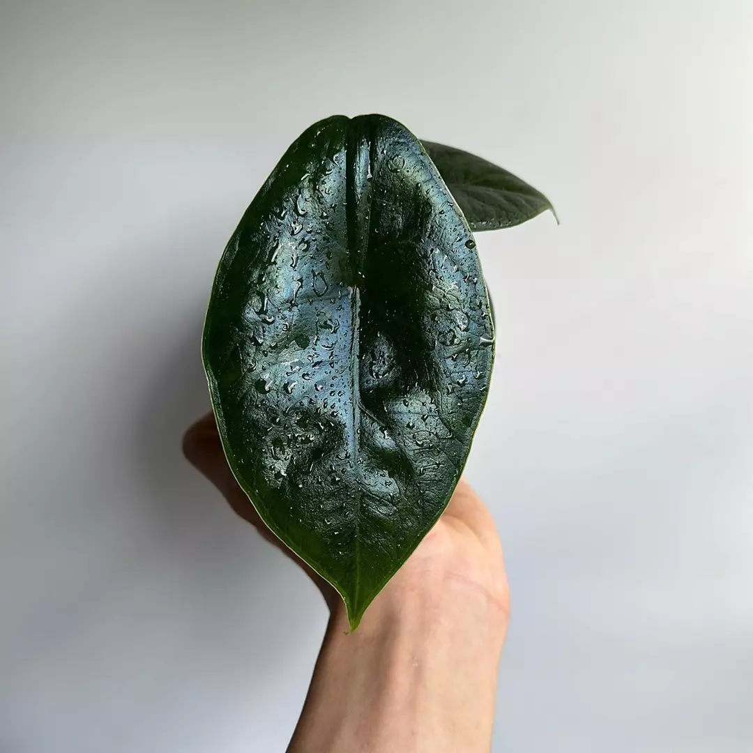 Alocasia Green Unicorn 4" Azlanii X dragon scale thumbnail