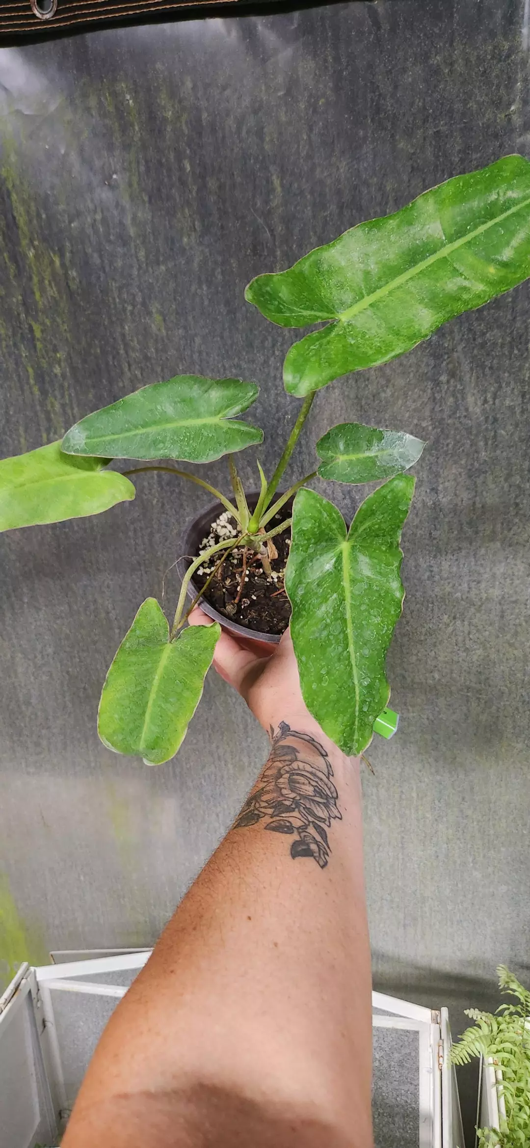 Philodendron Pariso Verde thumbnail
