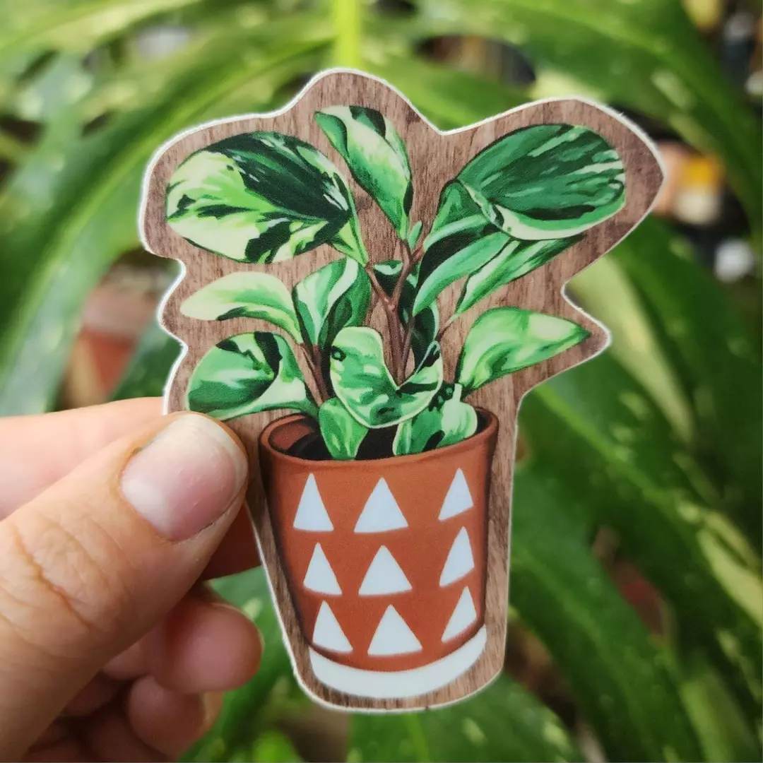 Peperomia Vinyl Sticker thumbnail