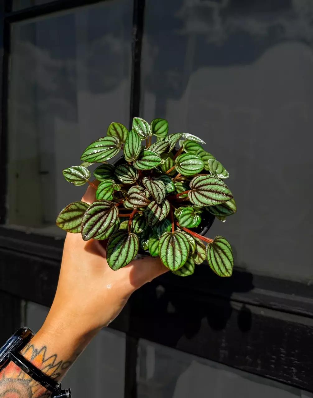 Peperomia Piccolo Banda - 4 Inch thumbnail