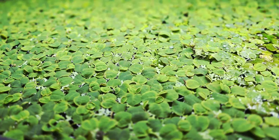 RED LEAF FLOATERS-Aquatic Plant thumbnail