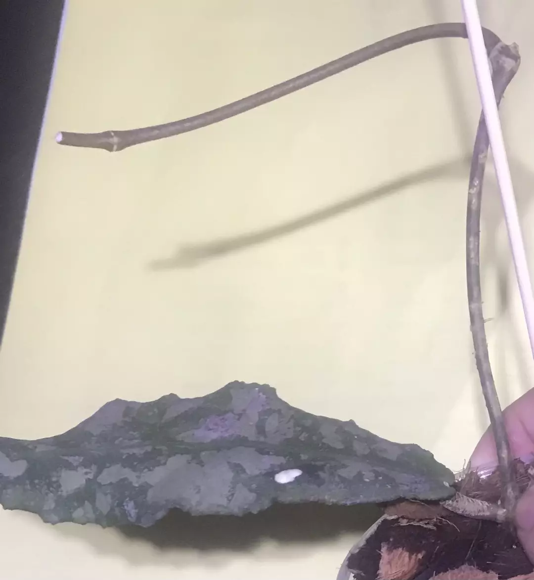 Custom listing for Ghada🫶🏼 thumbnail