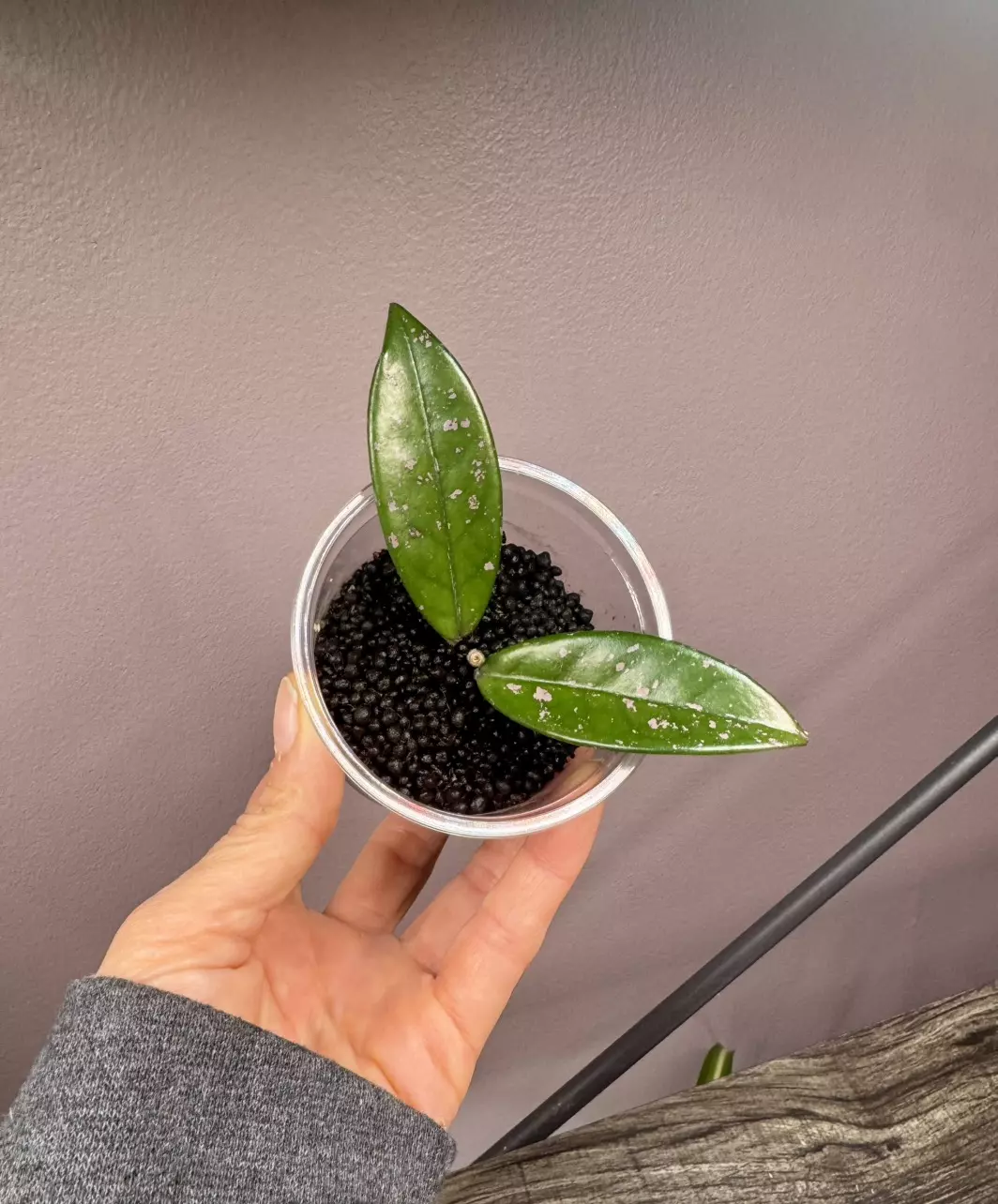 Hoya Wilbur graves thumbnail