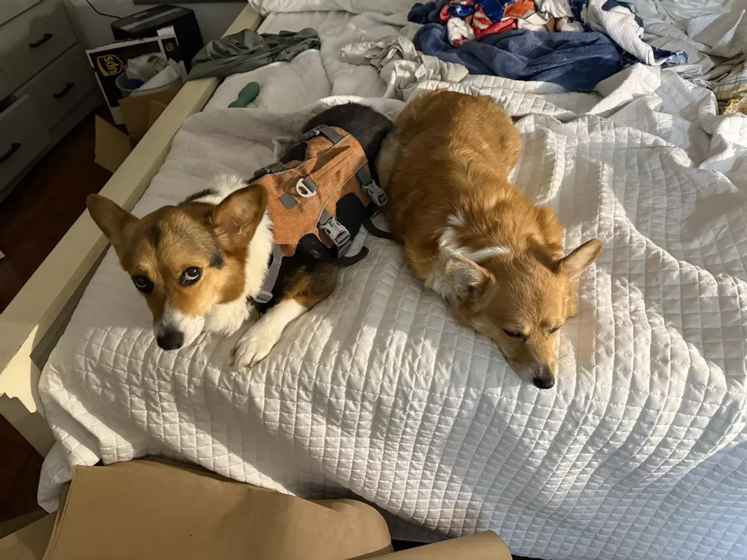 Mystery TC addon thumbnail