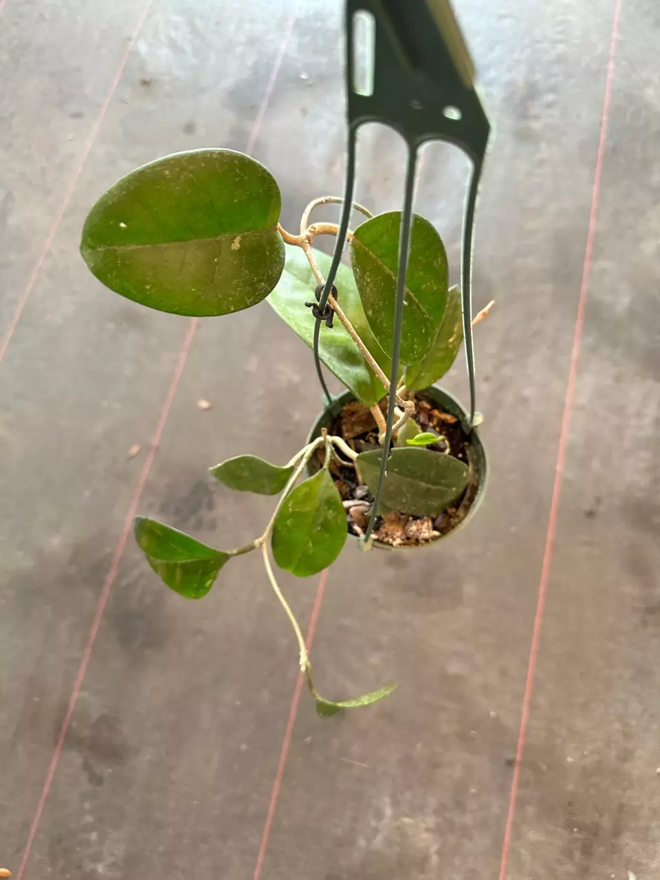 Hoya Fungii hanging basket thumbnail