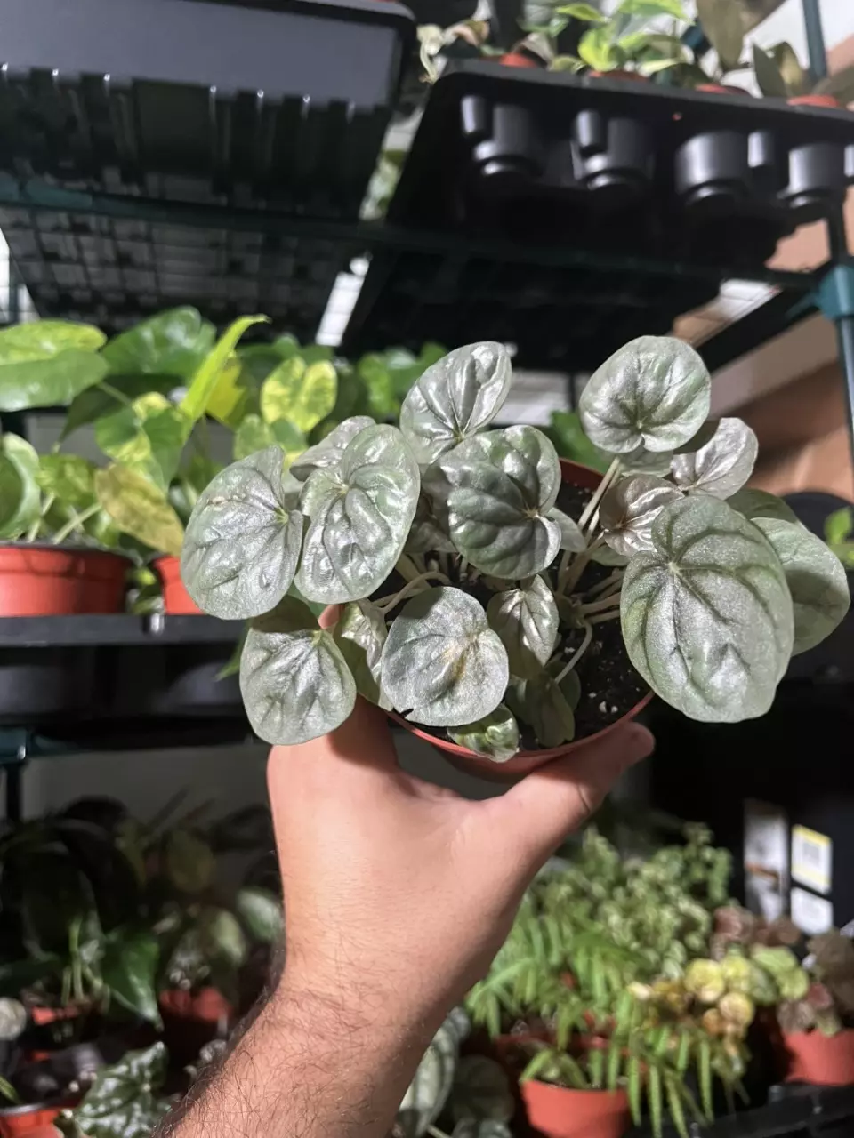 Peperomia Pink Lady thumbnail