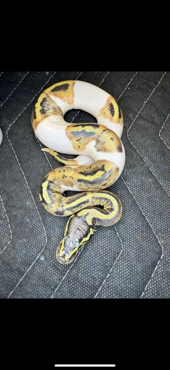 Female Pied thumbnail