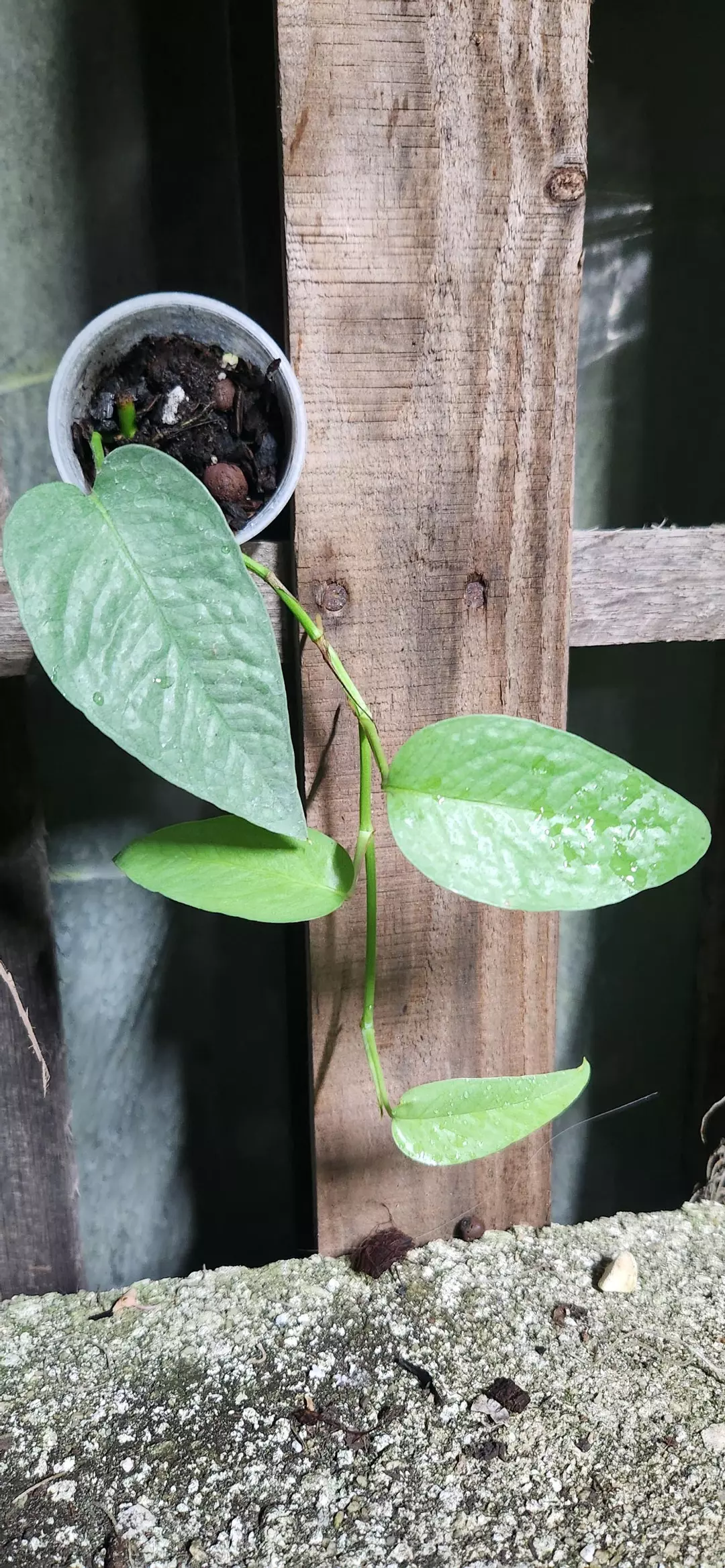 Cebu Blue Starter thumbnail