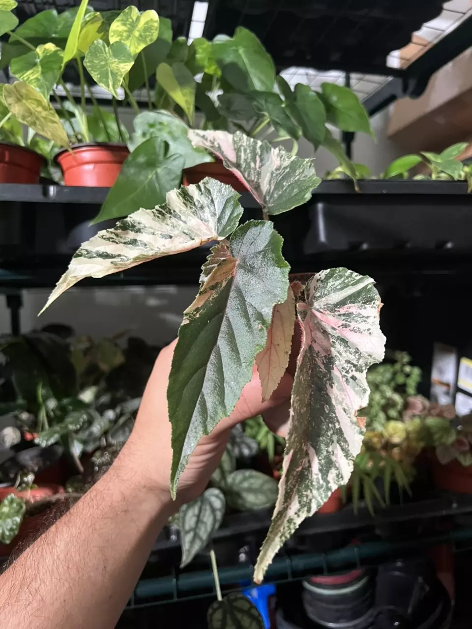 Begonia Ginny Galaxy Pink thumbnail