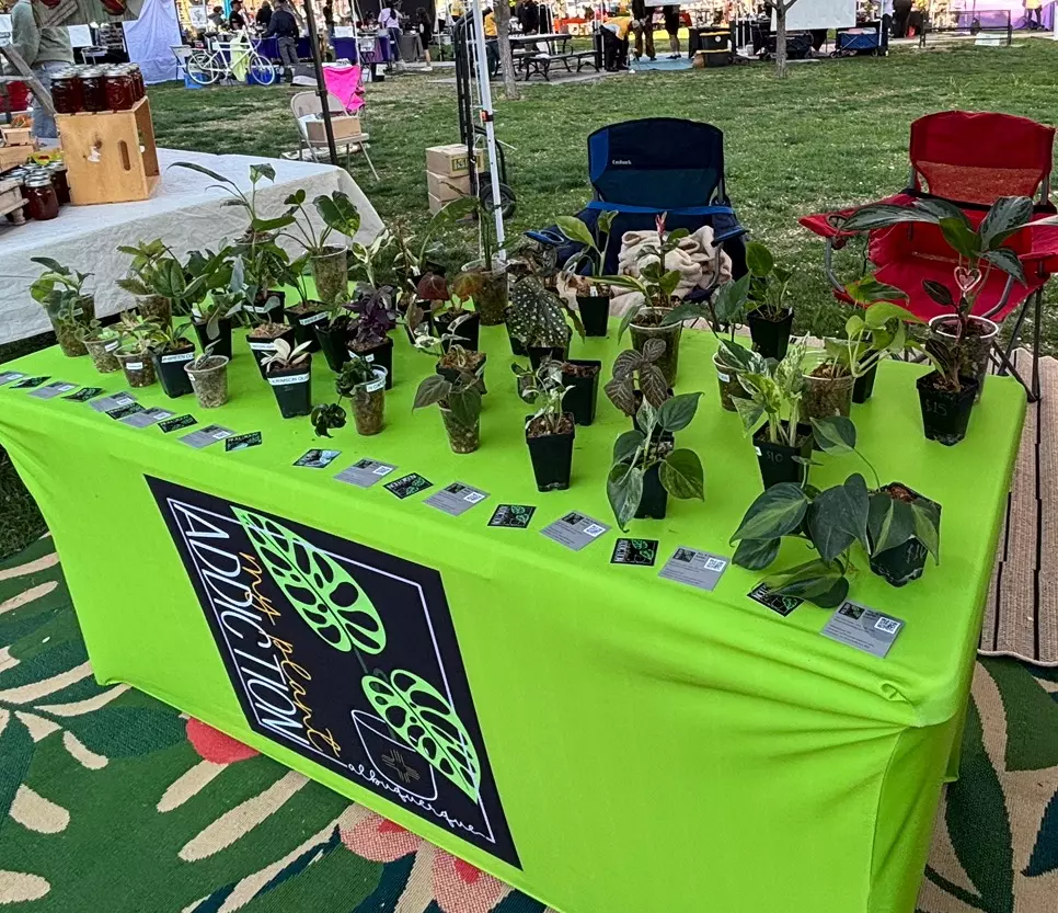 Mystery Plant thumbnail