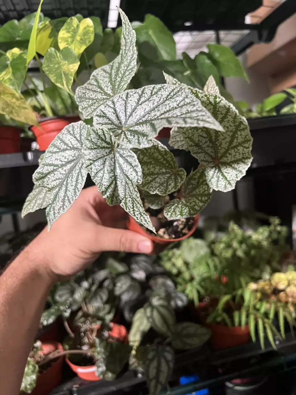 Begonia Snowcapped thumbnail