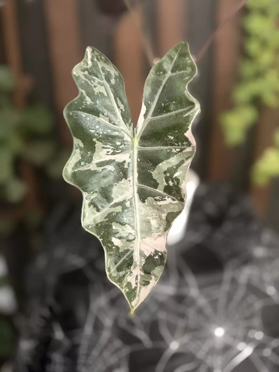 *CORM* Pink Pseudo Sanderiana Alocasia thumbnail