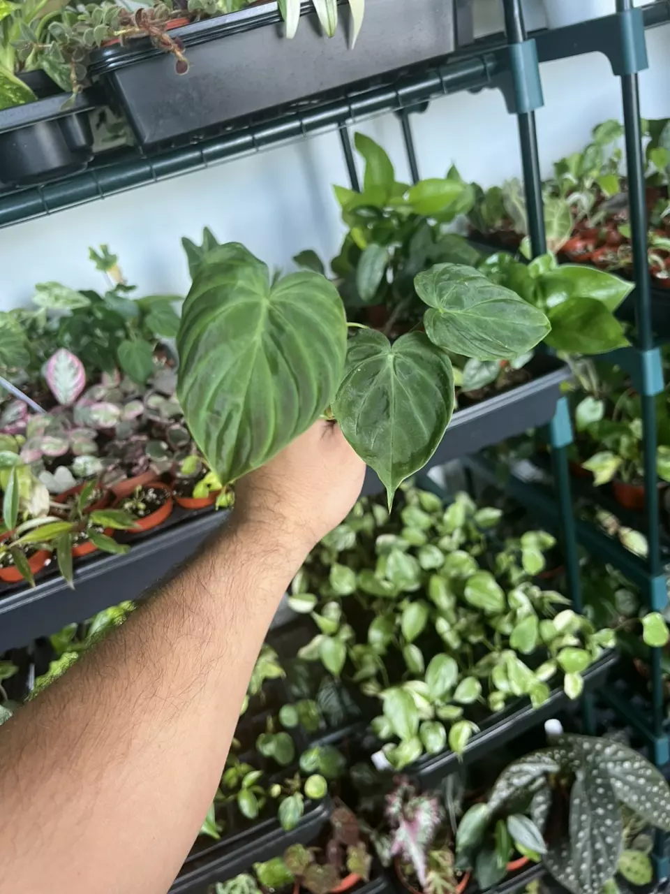 Philodendron Verucosm thumbnail