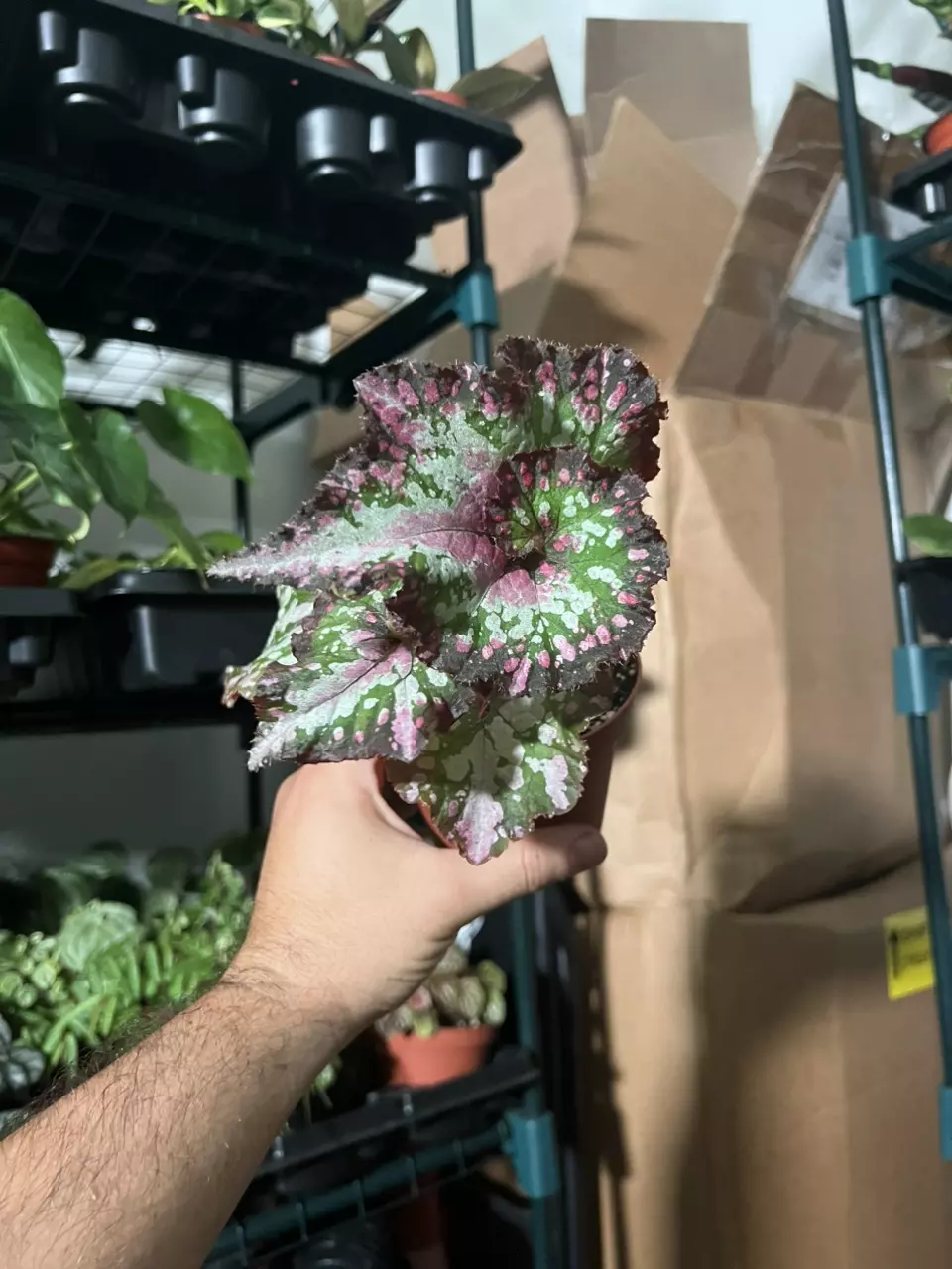 Begonia Rex Queen of Hearts thumbnail