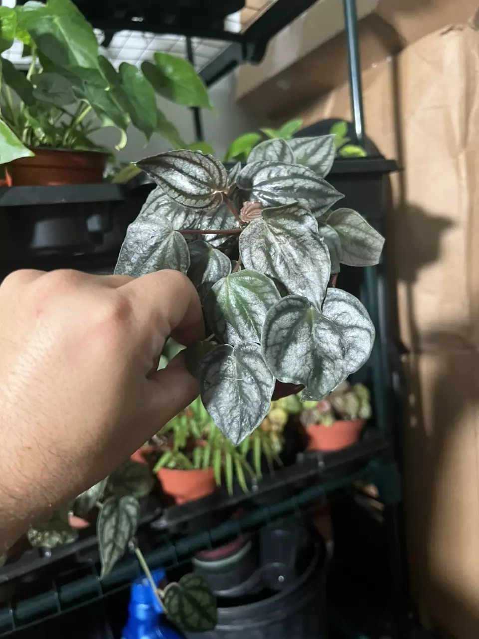Peperomia Emeral Ripple thumbnail