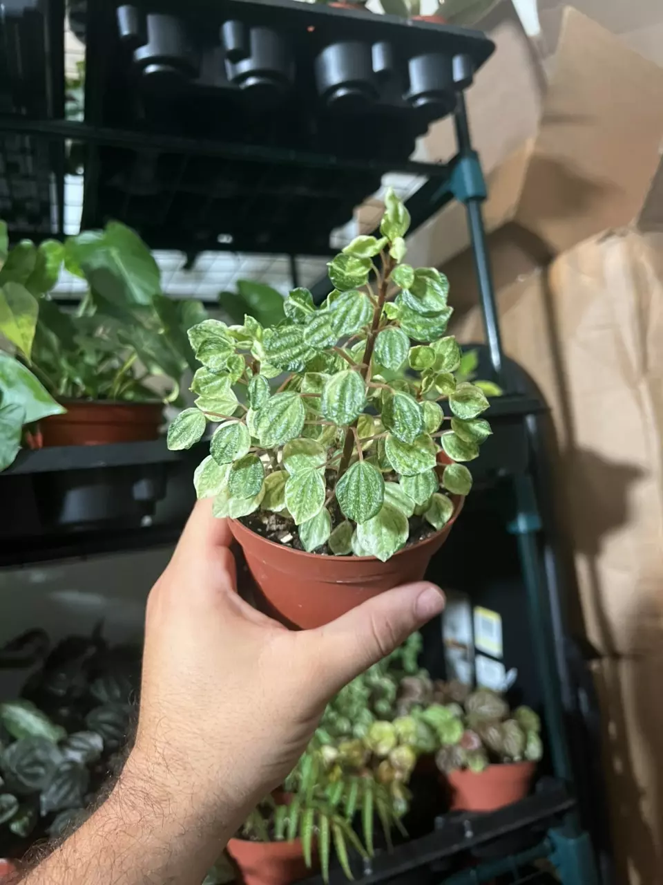 Peperomia Meridiana Variegated thumbnail