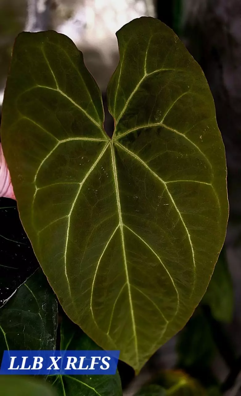 LLB/RLFS X Forgetii/ Carla growers choice 2-3 leaf seedlings thumbnail