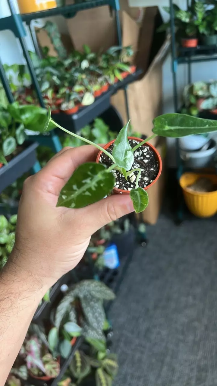 Alocasia Bambino Albo thumbnail