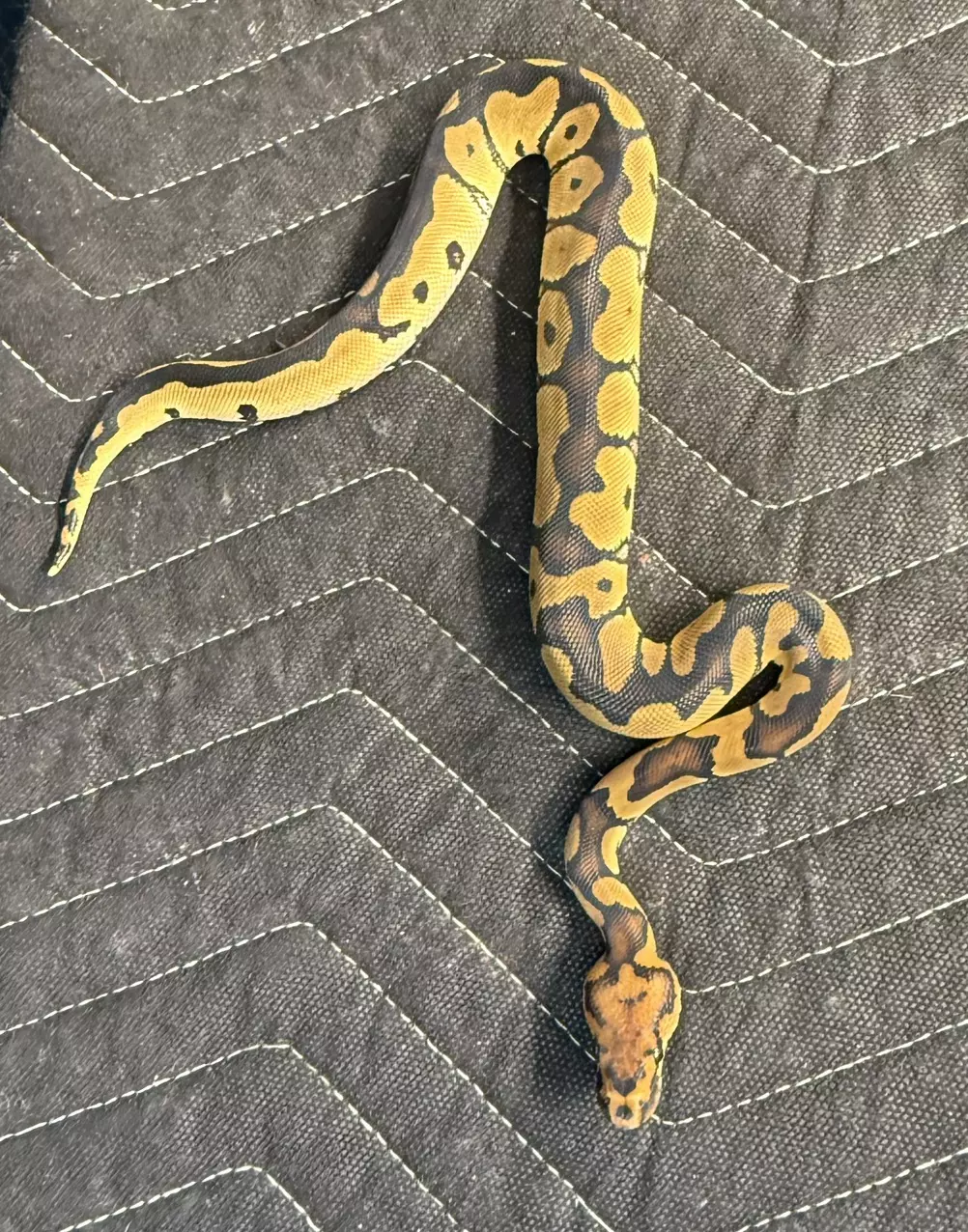 Male Clown thumbnail